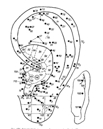 Топография акупунктурных точек на левой ушной раковине
