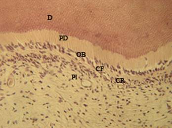 Гистологическое строение пульпо-дентинного комплекса у контрольных животных