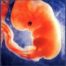 Эмбрион 5 недель