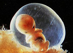 Эмбрион 7 недель