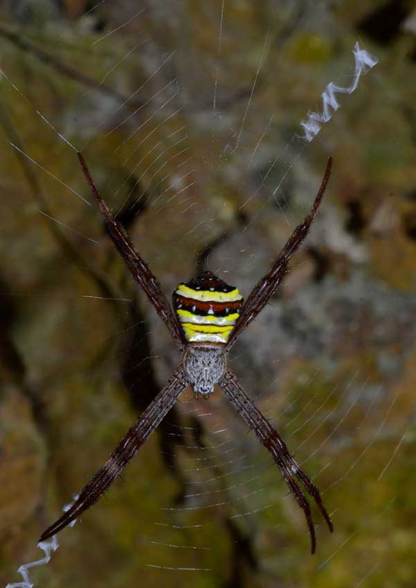 Самка паука Андреевского креста Argiope versicolor из Камбоджи на ловчей сети со стабилиментумом в виде зигзагообразной полосы.