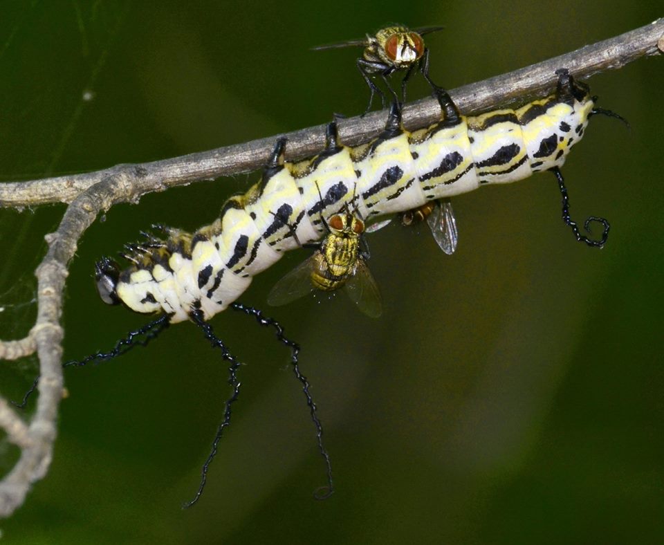 мухи-паразиты семейства Tachinidae (ежемухи, или тахины) откладывают яйца прямо в тело живых гусениц