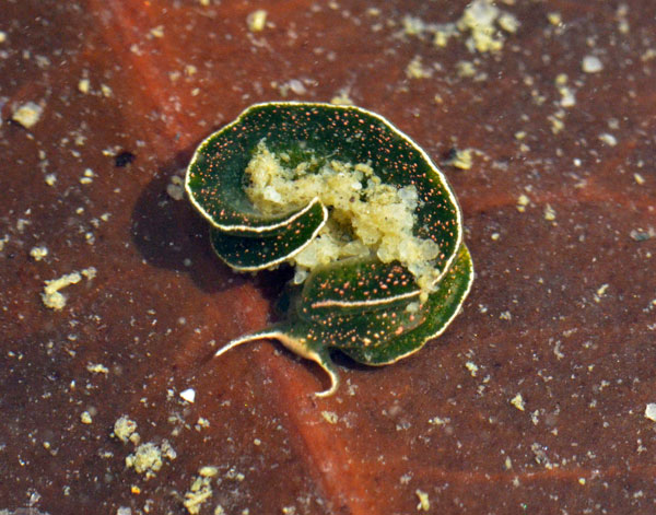 Элизия (Elysia spp.) - голожаберный морской моллюск, не имеющий раковины.