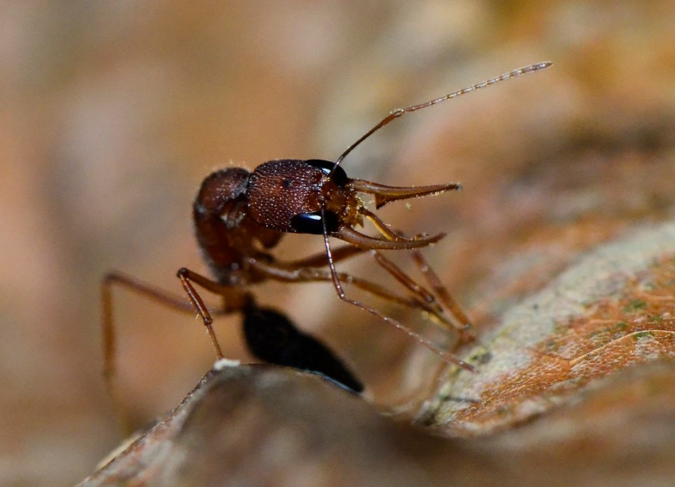 В охоте прыгающему муравью помогает целый арсенал средств: огромные мандибулы с острыми клыками и 50-ю зубчиками