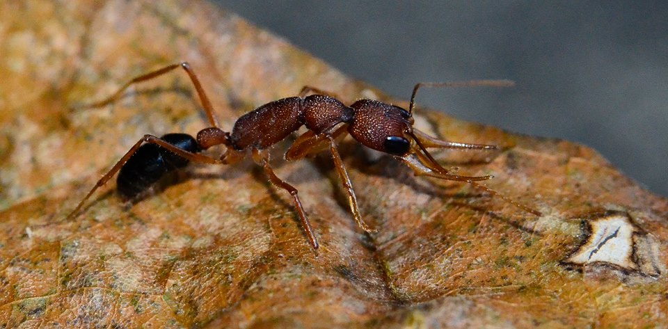 Прыгающий муравей. Муравей-танцор