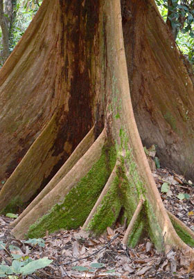 Досковидные корни Horsfieldia grandis Борнео Сандакан Сепилок