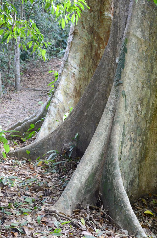 Досковидные корни двукрылоплодника Dipterocarpus caudiferus Эндек Борнео Сандакан Сепилок