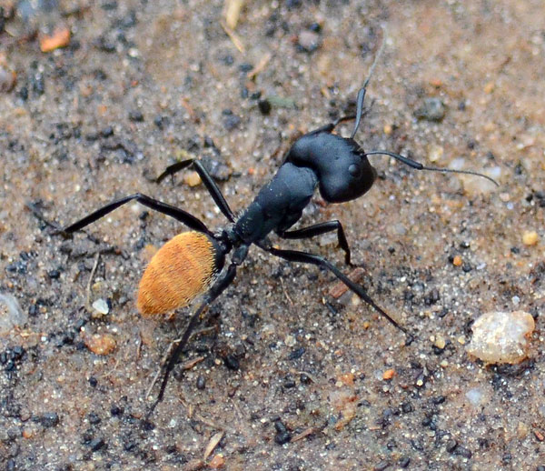 Муравей-древоточец (Camponotus)