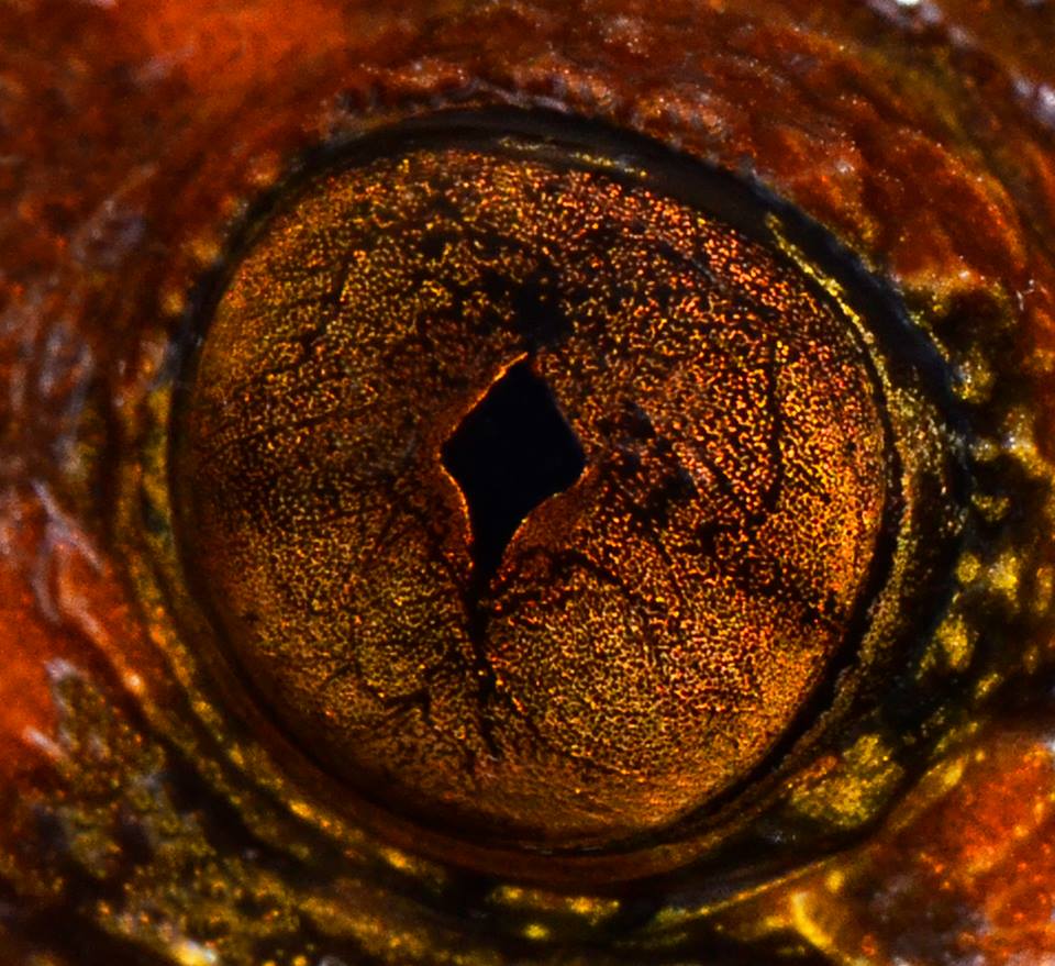 Глаз Даттатрейской ночной лягушки