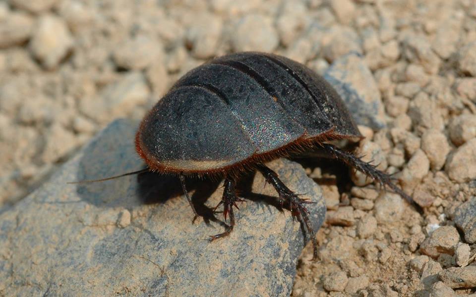 Это египетский таракан-черепашка - Polyphaga aegyptiaca