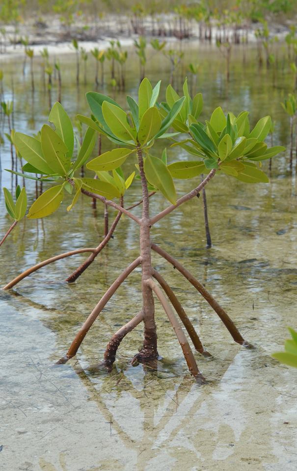 Молодые заросли красных мангров (Rhizophora mangle) на берегу острова